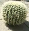 Cactus (Artificielle)