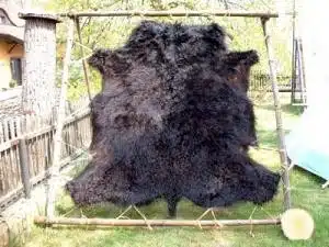 Peau de bison dans cadre